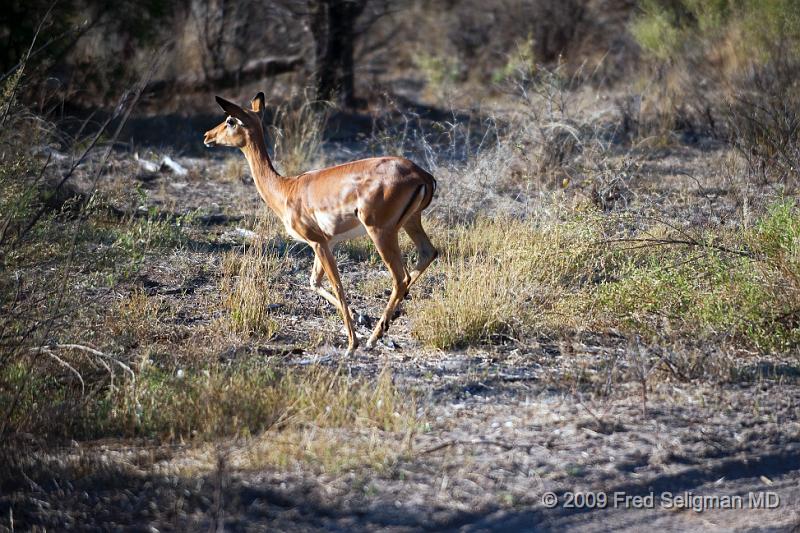 20090615_084257 D3 X1.jpg - Springbok (Gazelle)